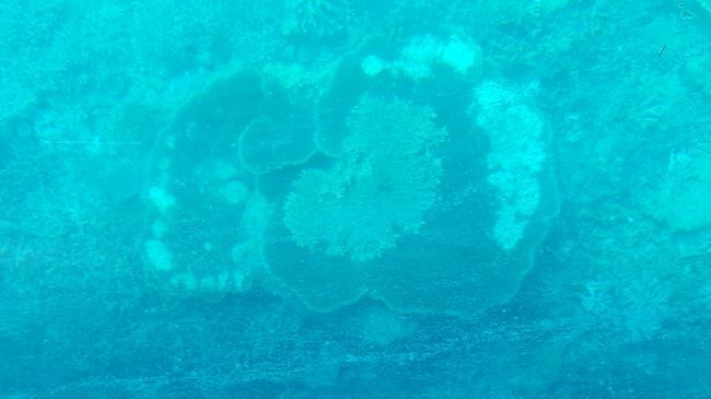 Korallen vom Glasbodenboot
