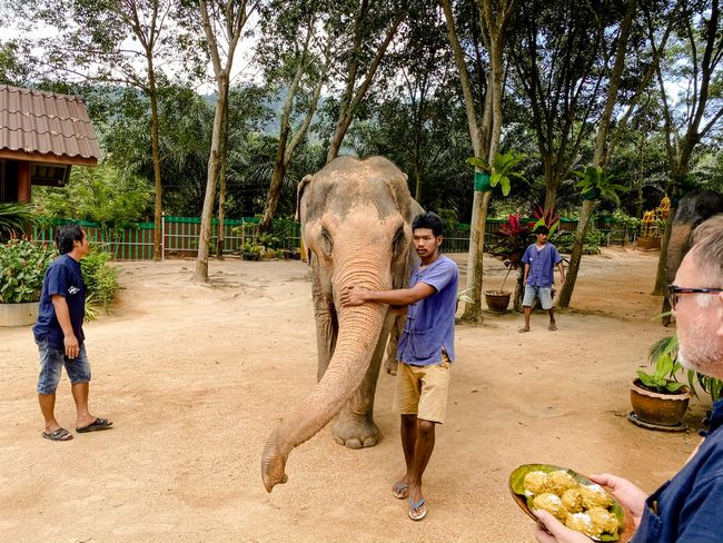 Მონიშნეთ 7 Koh Samui Elephant Sanctuary