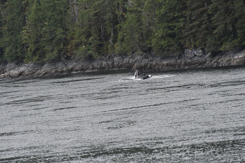 Canada - British Columbia - Inside Passage - Humpback Whales Bubble Net Feeding