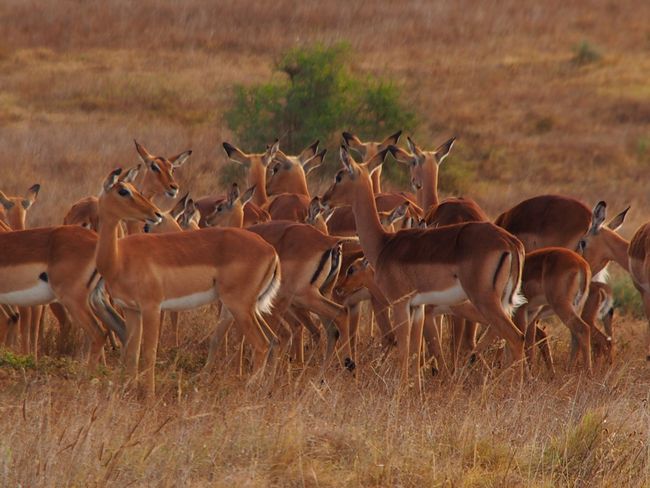 Safari im Amakhala Game Reserve