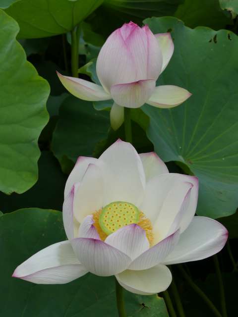Pretty blossoms of the water lilies
