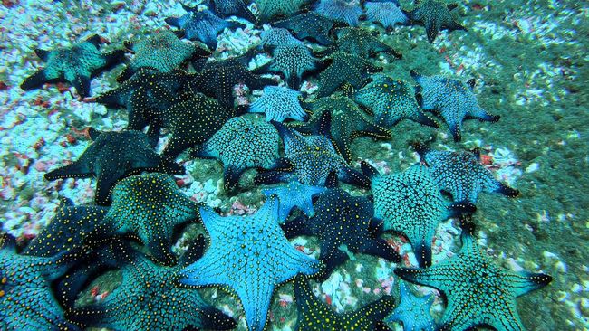Garden of starfish