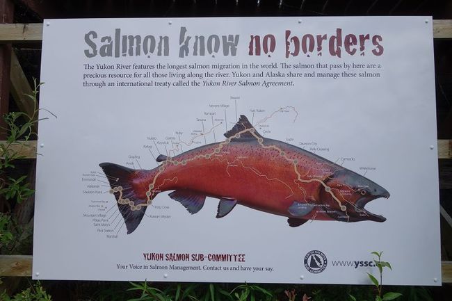Salmon route in the Yukon