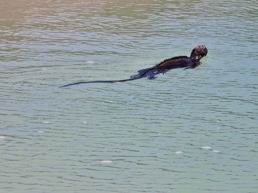 ein schwimmender Iguana
