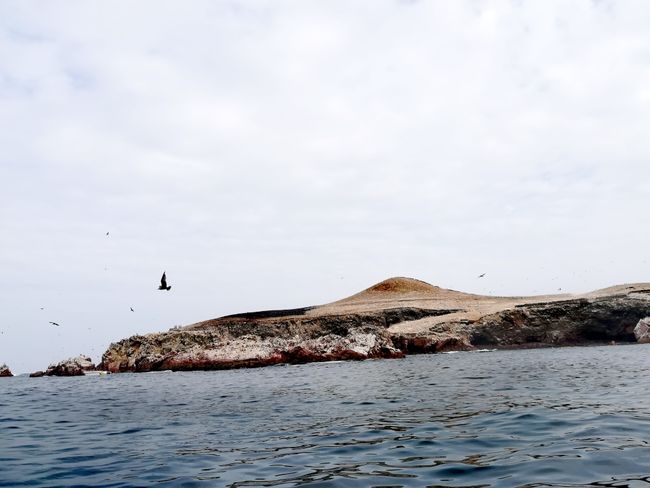 Ballestas Island 