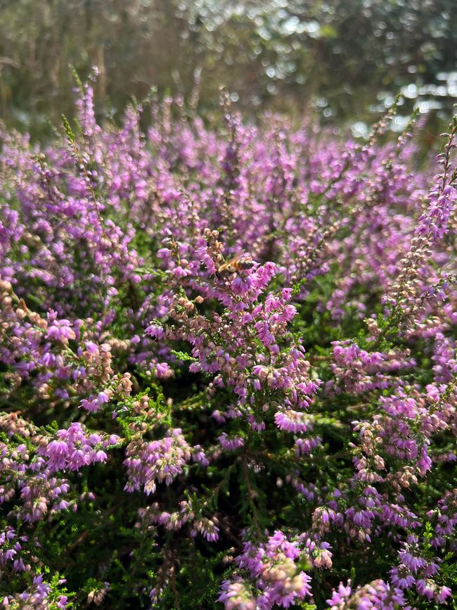 The heather is blooming...