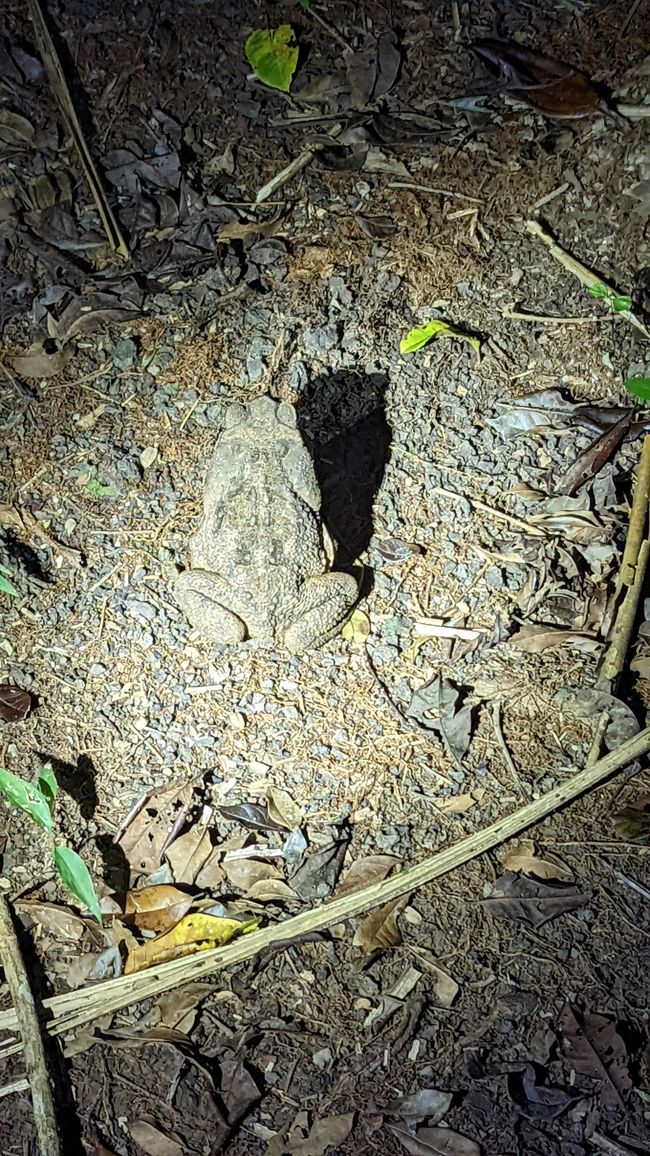 Riesen Frosch 🐸