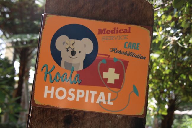 Koala Hospital - Port Macquarie