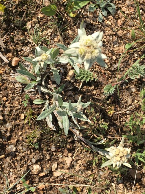 Edelweiss actually grows here.