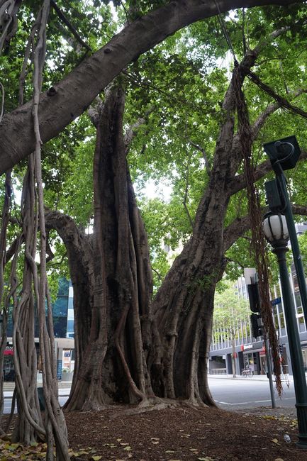 green islands in the city