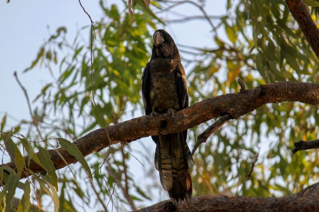 Campground resident black cockatoo in Fitzroy Crossing
