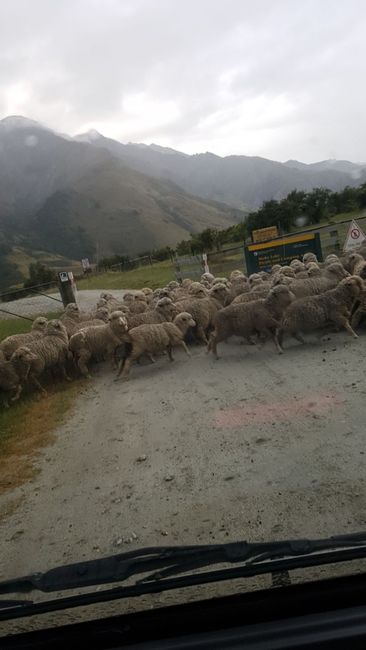 Schafherden auf dem Weg