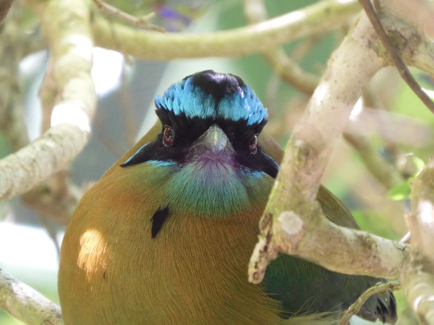 Monteverde - Kaffeetour, Nebelwälder und der schönste Vogel der Welt