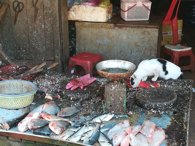 cat at fish-seller