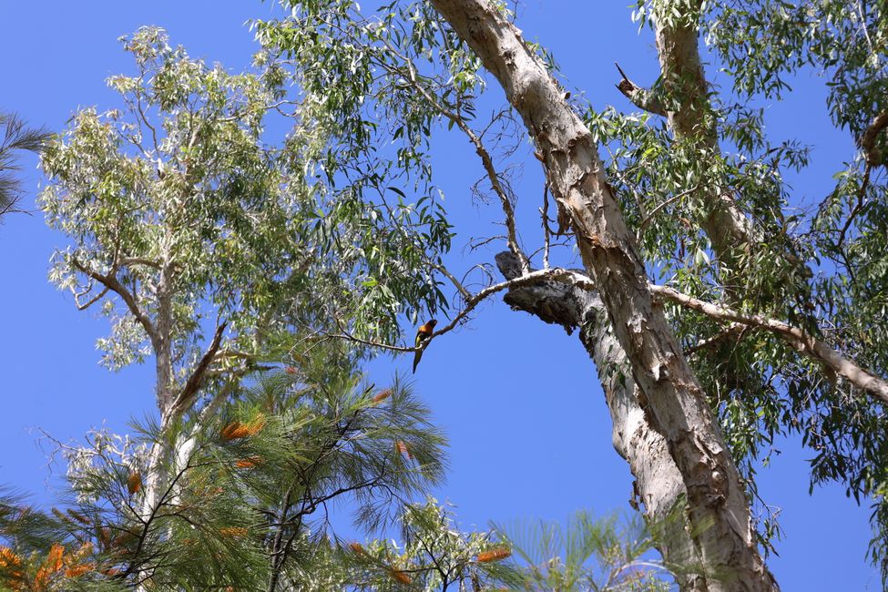 Birds at Edith falls