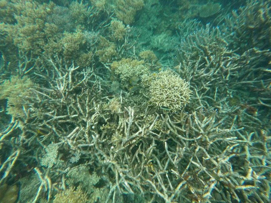 Great Barrier Reef, Cairns, Australia, 5th March 2023