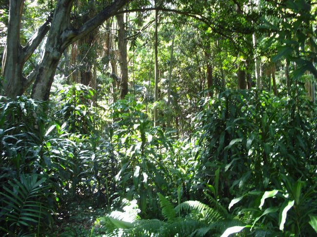 Rainforest in the Botanic Gardens