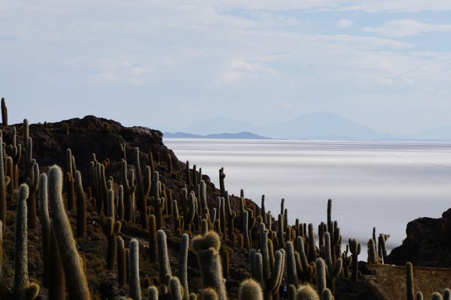Eine Kaktusinsel inmitten der Salzwüste