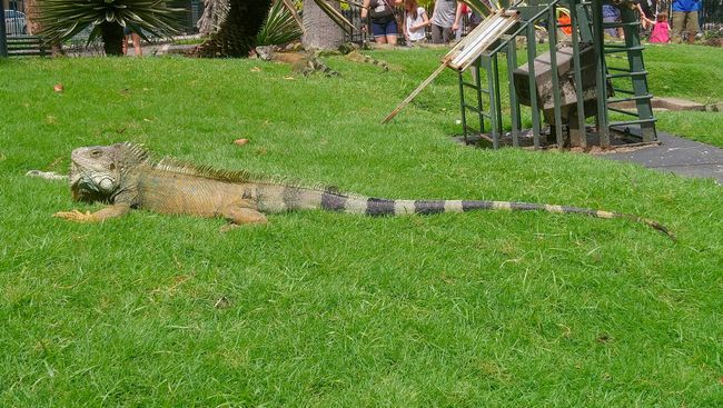 Der Parque de los Iguana hat seinem Namen alle Ehre gemacht. In Wirklichkeit heißt er natürlich ebenfalls Simón Bolivar. 