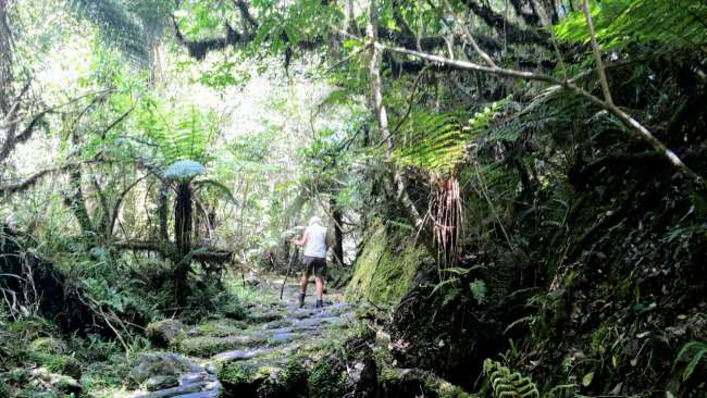 In the rainforest on the west coast 