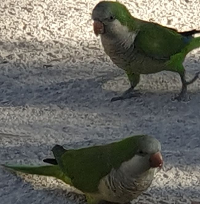 Monk Parakeets, they are very loud