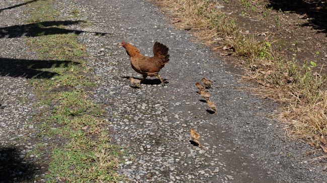 Rarotonga