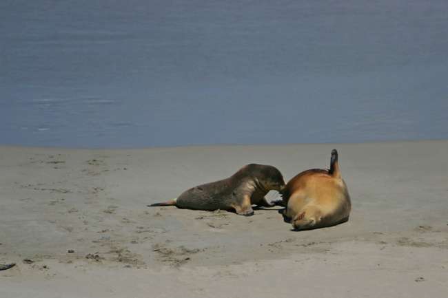 Day 36: Kangaroo Island (Seal Bay - Emu Bay - Kingscote - Penneshaw) - Cape Jervis