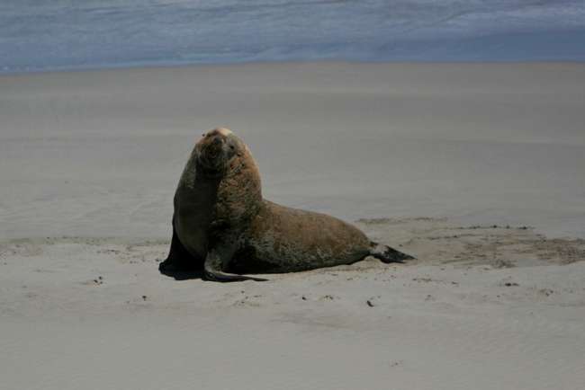 Tag 36: Kangaroo Island (Seal Bay - Emu Bay - Kingscote - Penneshaw) - Cape Jervis