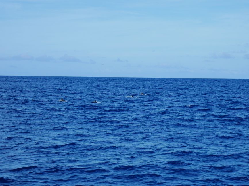 Гледање китови