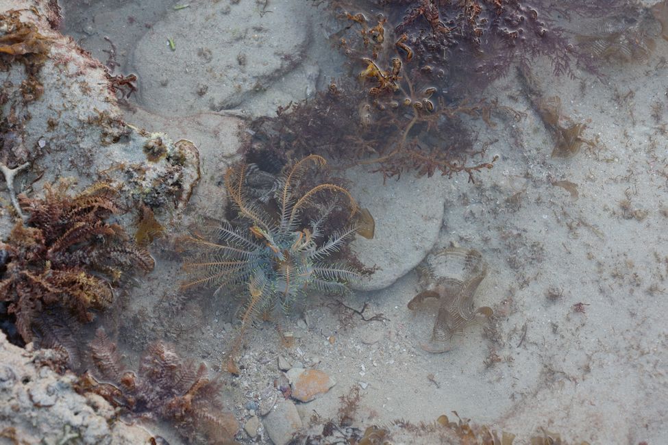 living sea star at Gautheaume Point 