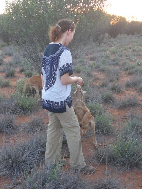 Alice Springs - Besuch im Desert Park und bei Kangaroo Dundee (Australien Teil 38)