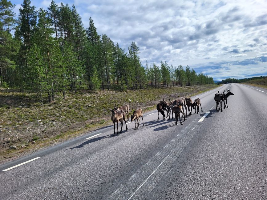 Reindeer blockade (no no climate activists)