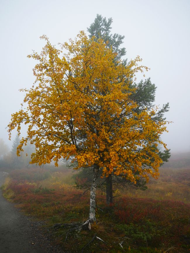 Laponia: desde Karasjok hacia el sur