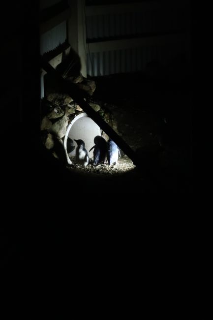 Constructed tunnel for the little penguin colony
