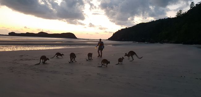 Sonnenaufgang mit den Kängurus