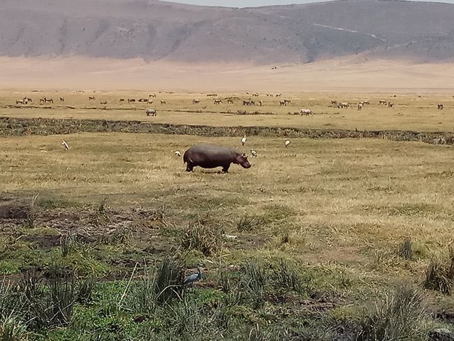 Nilpferd, Ngorongoro