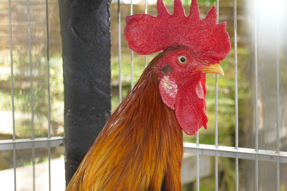 Roosters are kept in small cages