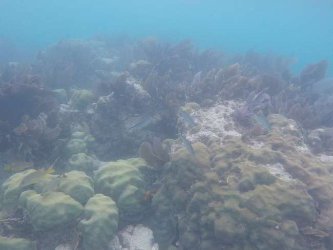 Fish and corals in the reef