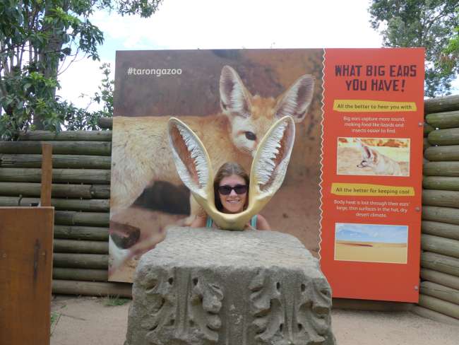 Me with the huge ears of a fennec fox