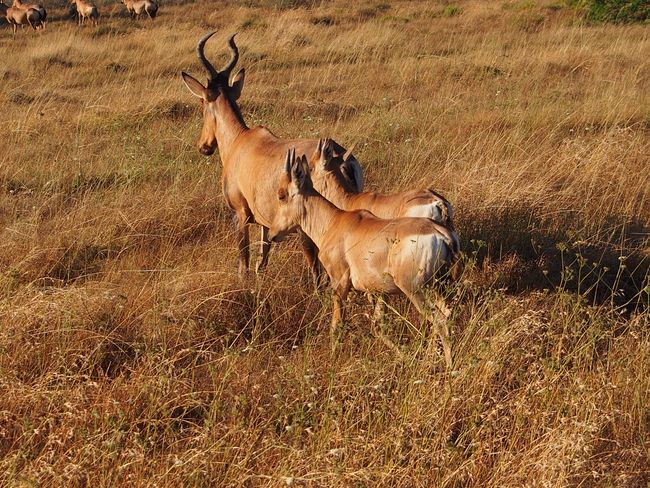 Safari im Amakhala Game Reserve