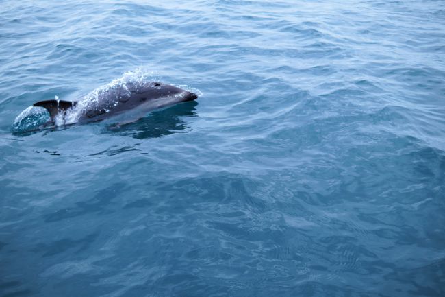Swimming with Dolphins! - Kaikoura