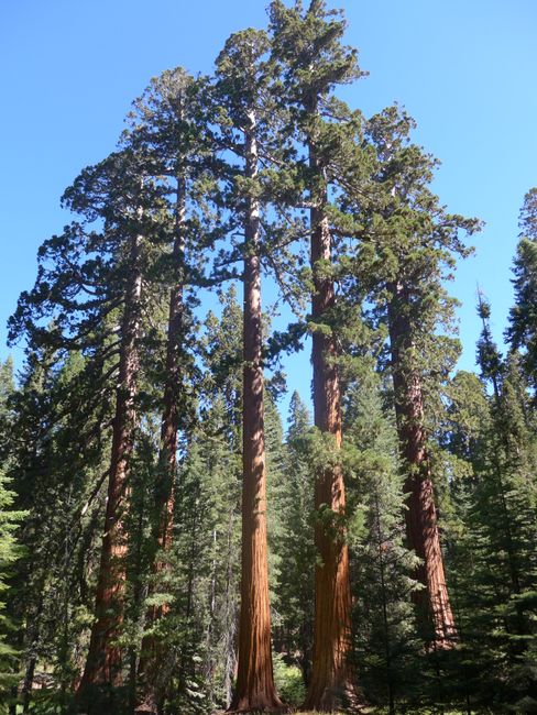 Sequoia Trees
