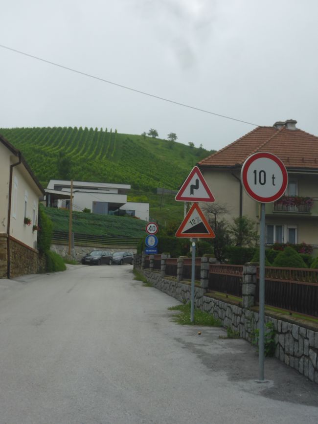 Up into the vineyards of Maribor 