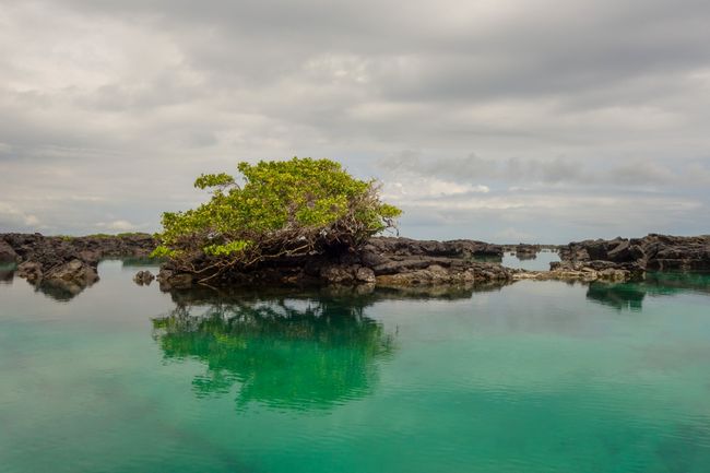 Ecuador - Galapagos: Isabela und San Cristóbal