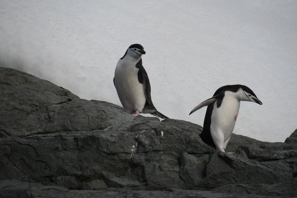 Antarctica - Antarctic Peninsula - Murray Bay - Chinstrap Penguins