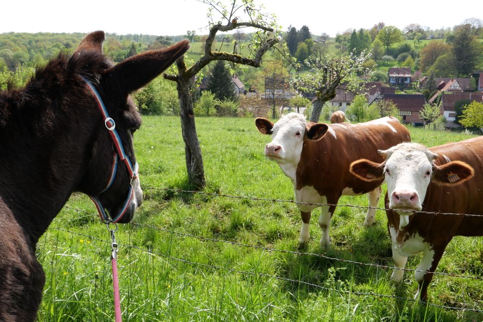 Schon zwei neugierige Kühe