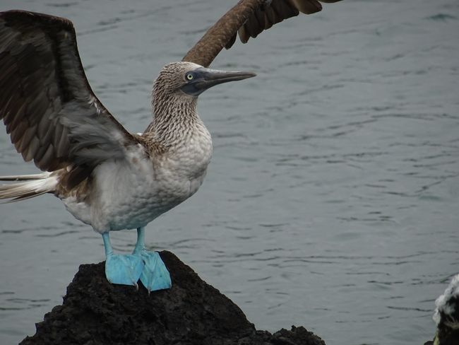 Galapagos tall tales from the seal bank