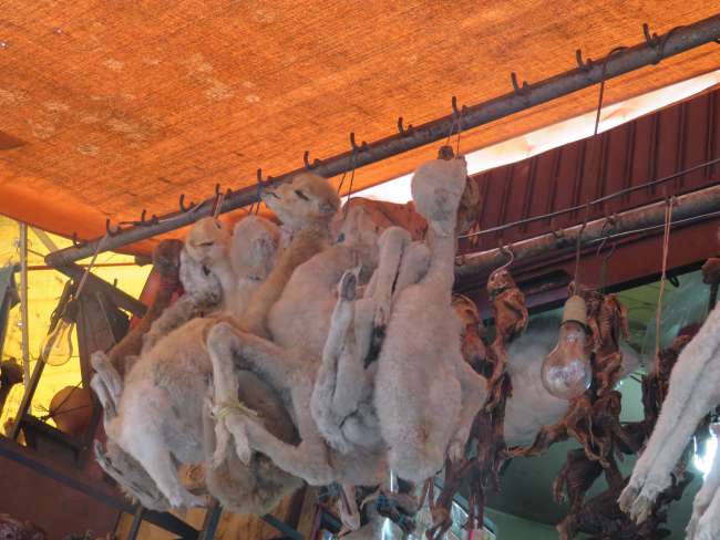 dead baby llamas at the 'Witch Market'