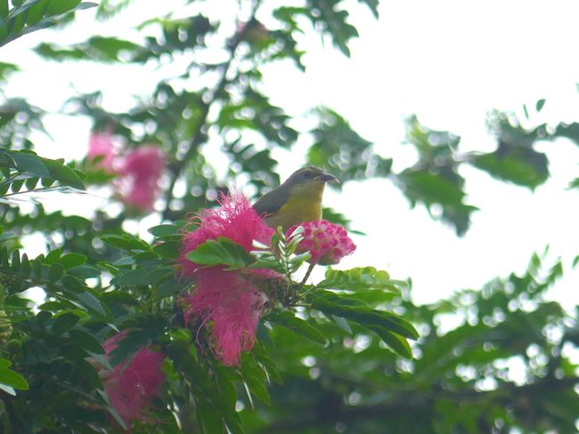 A Bananaquit or Sugarbird