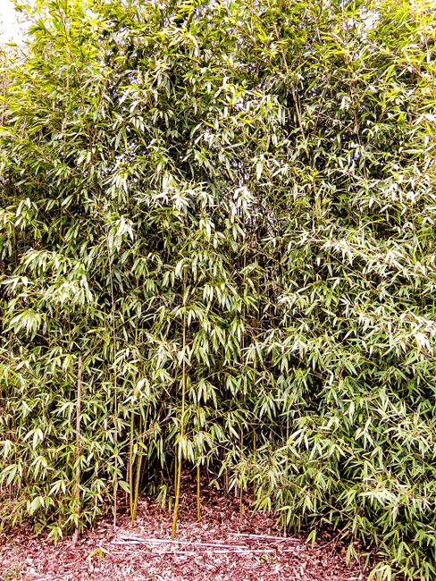 Mitten im Bambus
